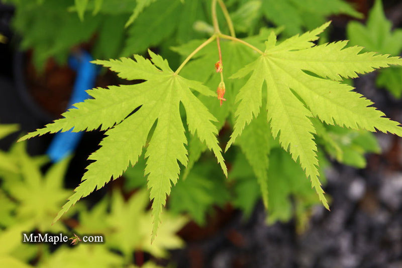 - Acer tenuifolium 'Keikan zan' Full Moon Japanese Maple - Mr Maple │ Buy Japanese Maple Trees