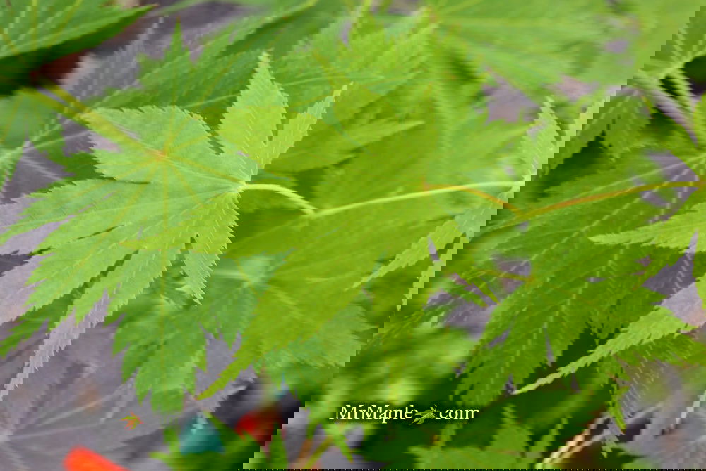 Buy Acer tenuifolium 'Keikan zan' Full Moon Japanese Maple — Mr