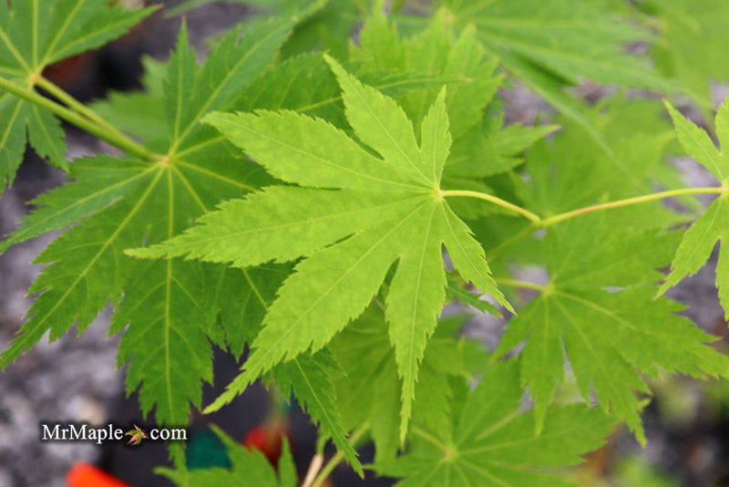 - Acer tenuifolium 'Keikan zan' Full Moon Japanese Maple - Mr Maple │ Buy Japanese Maple Trees
