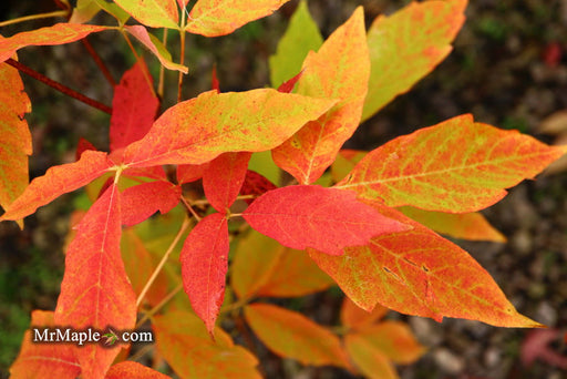 - Acer triflorum 'Aureum' - Mr Maple │ Buy Japanese Maple Trees