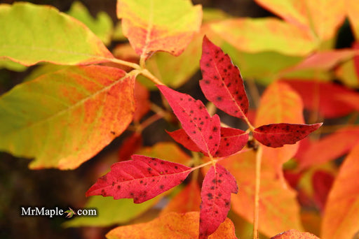 - Acer triflorum 'Aureum' - Mr Maple │ Buy Japanese Maple Trees