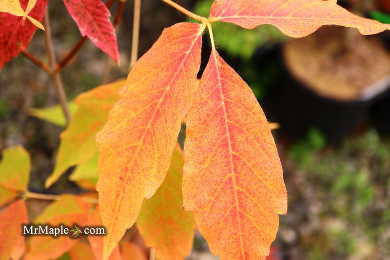 - Acer triflorum 'Aureum' - Mr Maple │ Buy Japanese Maple Trees