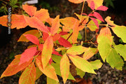- Acer triflorum 'Aureum' - Mr Maple │ Buy Japanese Maple Trees