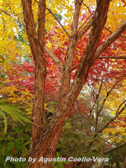 - Acer triflorum Shaggy Bark Three Flower Maple - Mr Maple │ Buy Japanese Maple Trees