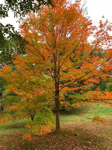 - Acer triflorum Shaggy Bark Three Flower Maple - Mr Maple │ Buy Japanese Maple Trees
