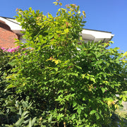 - Acer triflorum Shaggy Bark Three Flower Maple - Mr Maple │ Buy Japanese Maple Trees