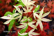 - Acer truncatum 'Akikaze nishiki' Rare Variegated Maple - Mr Maple │ Buy Japanese Maple Trees