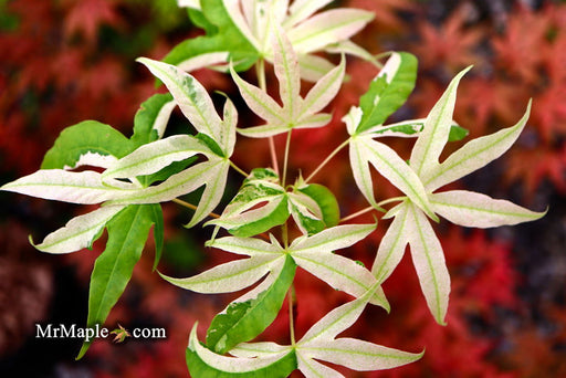 - Acer truncatum 'Akikaze nishiki' Rare Variegated Maple - Mr Maple │ Buy Japanese Maple Trees