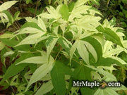 - Acer truncatum 'Akikaze nishiki' Rare Variegated Maple - Mr Maple │ Buy Japanese Maple Trees