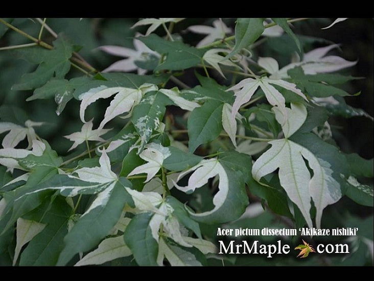 - Acer truncatum 'Akikaze nishiki' Rare Variegated Maple - Mr Maple │ Buy Japanese Maple Trees