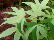 - Acer truncatum 'Akikaze nishiki' Rare Variegated Maple - Mr Maple │ Buy Japanese Maple Trees