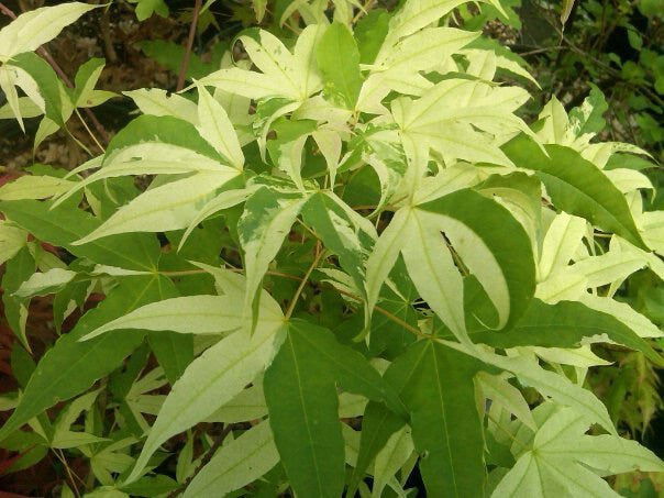 - Acer truncatum 'Akikaze nishiki' Rare Variegated Maple - Mr Maple │ Buy Japanese Maple Trees
