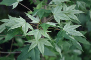 - Acer truncatum 'Akikaze nishiki' Rare Variegated Maple - Mr Maple │ Buy Japanese Maple Trees