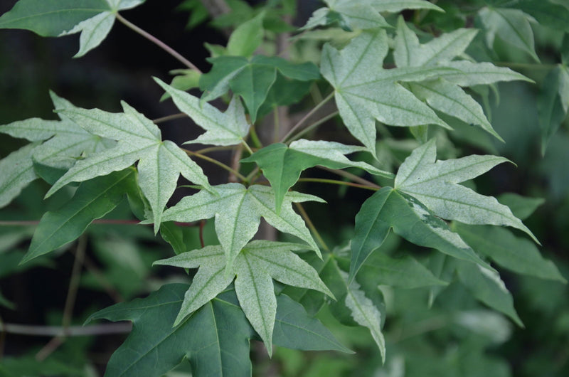 - Acer truncatum 'Akikaze nishiki' Rare Variegated Maple - Mr Maple │ Buy Japanese Maple Trees