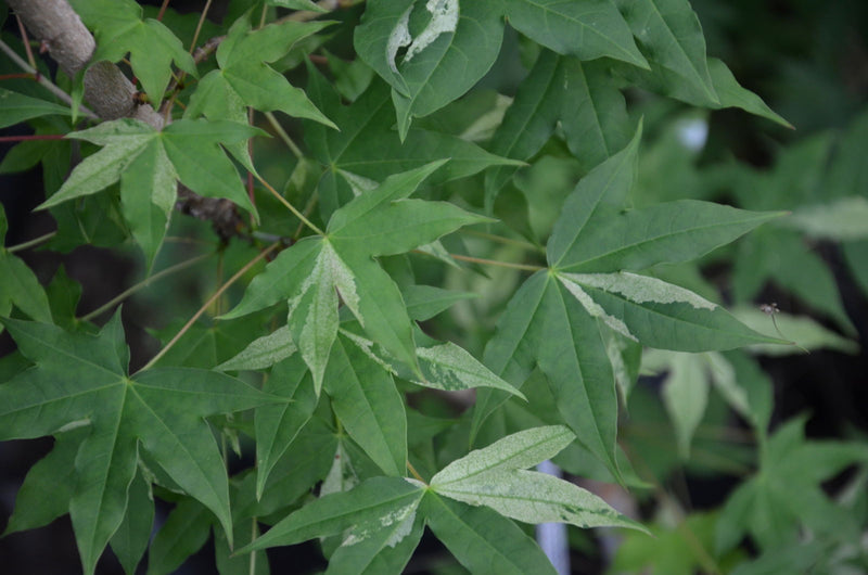 - Acer truncatum 'Akikaze nishiki' Rare Variegated Maple - Mr Maple │ Buy Japanese Maple Trees