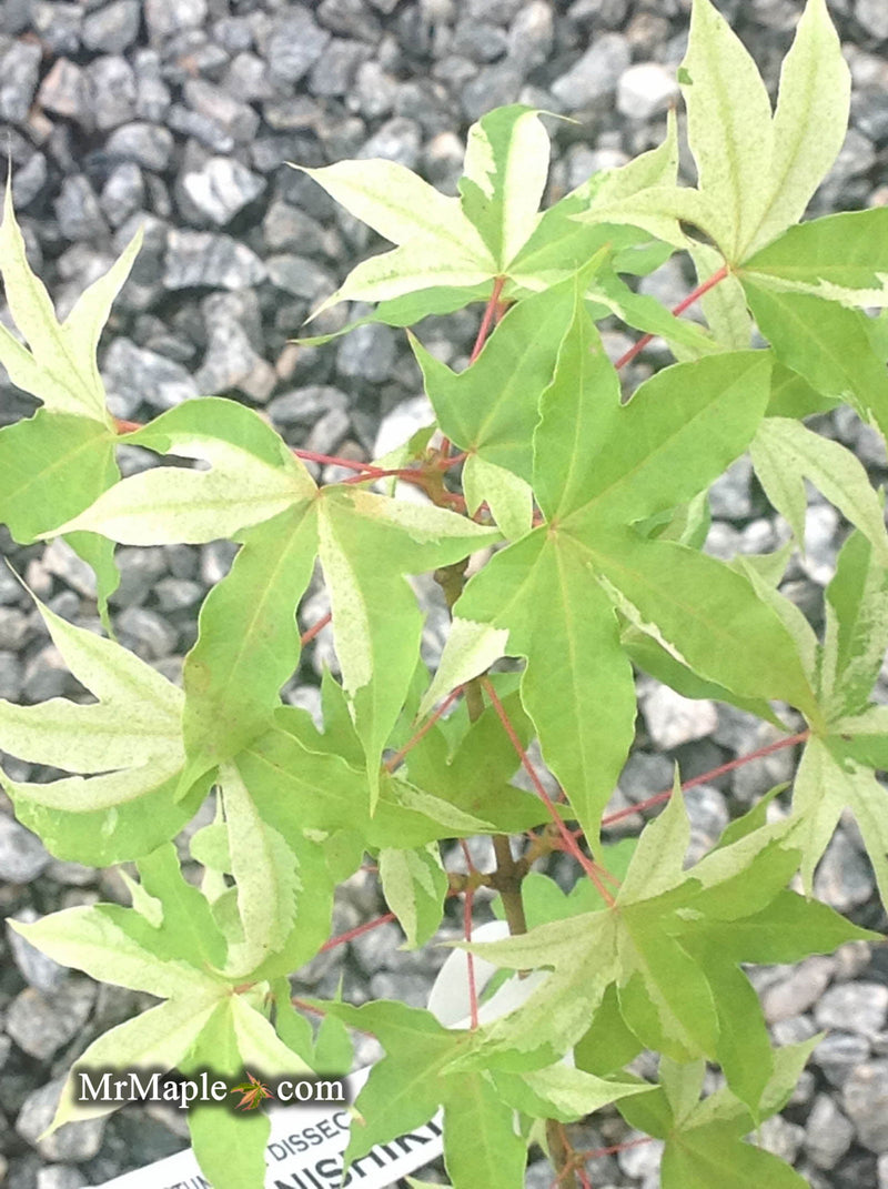 - Acer truncatum 'Akikaze nishiki' Rare Variegated Maple - Mr Maple │ Buy Japanese Maple Trees