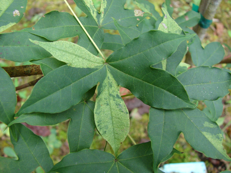 - Acer truncatum 'Akikaze nishiki' Rare Variegated Maple - Mr Maple │ Buy Japanese Maple Trees