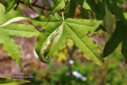 - Acer truncatum 'Akikaze nishiki' Rare Variegated Maple - Mr Maple │ Buy Japanese Maple Trees