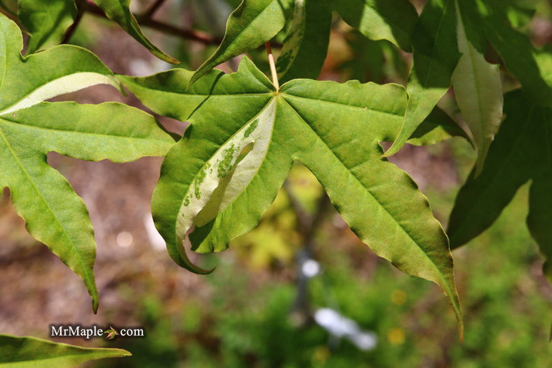 - Acer truncatum 'Akikaze nishiki' Rare Variegated Maple - Mr Maple │ Buy Japanese Maple Trees