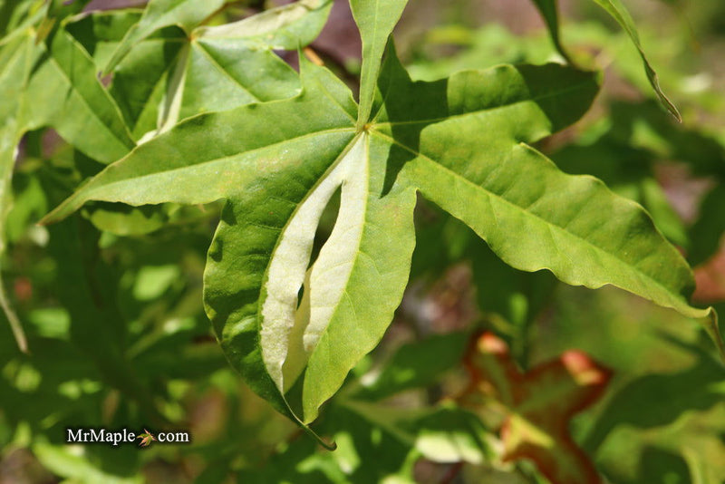 - Acer truncatum 'Akikaze nishiki' Rare Variegated Maple - Mr Maple │ Buy Japanese Maple Trees