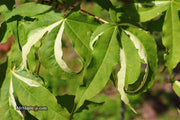 - Acer truncatum 'Akikaze nishiki' Rare Variegated Maple - Mr Maple │ Buy Japanese Maple Trees