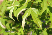 - Acer truncatum 'Akikaze nishiki' Rare Variegated Maple - Mr Maple │ Buy Japanese Maple Trees