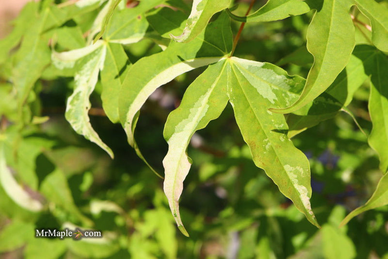 - Acer truncatum 'Akikaze nishiki' Rare Variegated Maple - Mr Maple │ Buy Japanese Maple Trees