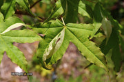- Acer truncatum 'Akikaze nishiki' Rare Variegated Maple - Mr Maple │ Buy Japanese Maple Trees