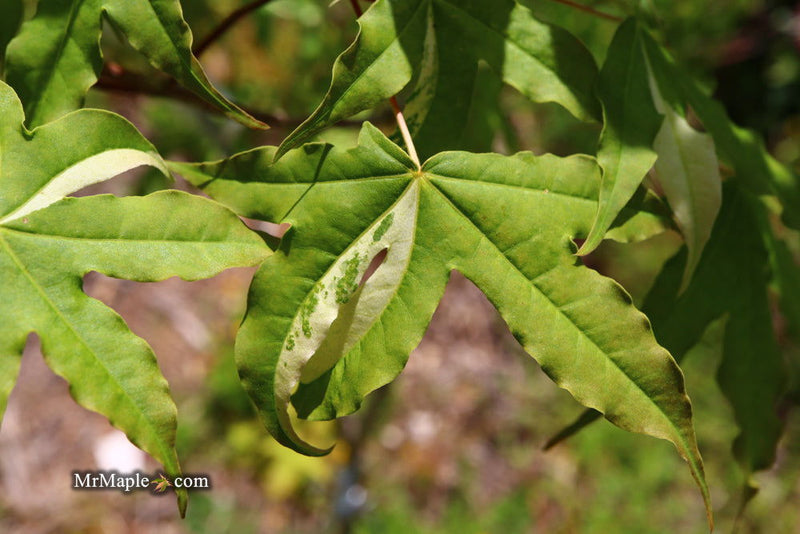 - Acer truncatum 'Akikaze nishiki' Rare Variegated Maple - Mr Maple │ Buy Japanese Maple Trees