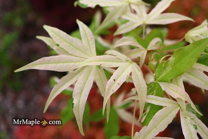 - Acer truncatum 'Akikaze nishiki' Rare Variegated Maple - Mr Maple │ Buy Japanese Maple Trees