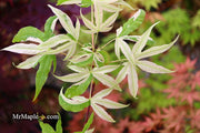- Acer truncatum 'Akikaze nishiki' Rare Variegated Maple - Mr Maple │ Buy Japanese Maple Trees