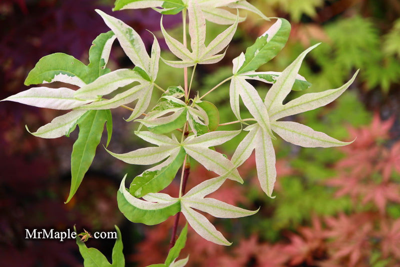 - Acer truncatum 'Akikaze nishiki' Rare Variegated Maple - Mr Maple │ Buy Japanese Maple Trees