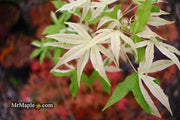 - Acer truncatum 'Akikaze nishiki' Rare Variegated Maple - Mr Maple │ Buy Japanese Maple Trees