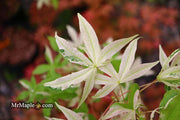 - Acer truncatum 'Akikaze nishiki' Rare Variegated Maple - Mr Maple │ Buy Japanese Maple Trees