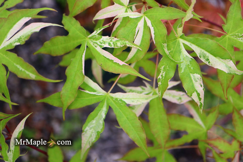 - Acer truncatum 'Akikaze nishiki' Rare Variegated Maple - Mr Maple │ Buy Japanese Maple Trees