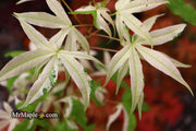 - Acer truncatum 'Akikaze nishiki' Rare Variegated Maple - Mr Maple │ Buy Japanese Maple Trees