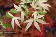 - Acer truncatum 'Akikaze nishiki' Rare Variegated Maple - Mr Maple │ Buy Japanese Maple Trees