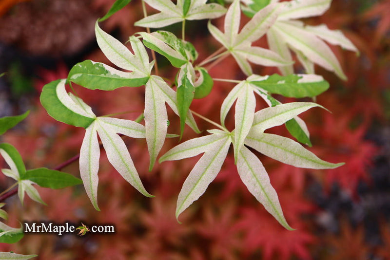 - Acer truncatum 'Akikaze nishiki' Rare Variegated Maple - Mr Maple │ Buy Japanese Maple Trees