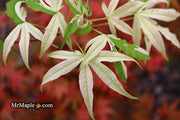 - Acer truncatum 'Akikaze nishiki' Rare Variegated Maple - Mr Maple │ Buy Japanese Maple Trees
