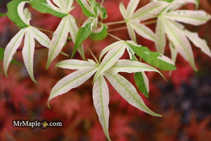 - Acer truncatum 'Akikaze nishiki' Rare Variegated Maple - Mr Maple │ Buy Japanese Maple Trees