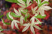 - Acer truncatum 'Akikaze nishiki' Rare Variegated Maple - Mr Maple │ Buy Japanese Maple Trees