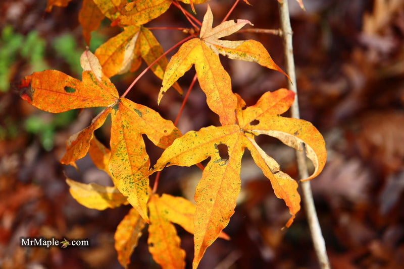 - Acer truncatum 'Akikaze nishiki' Rare Variegated Maple - Mr Maple │ Buy Japanese Maple Trees