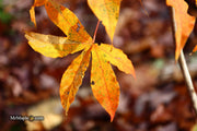 - Acer truncatum 'Akikaze nishiki' Rare Variegated Maple - Mr Maple │ Buy Japanese Maple Trees
