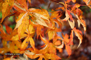 - Acer truncatum 'Akikaze nishiki' Rare Variegated Maple - Mr Maple │ Buy Japanese Maple Trees