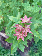 - Acer truncatum 'Baby Dragon' Dwarf Shantung Maple - Mr Maple │ Buy Japanese Maple Trees