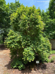 - Acer truncatum 'Baby Dragon' Dwarf Shantung Maple - Mr Maple │ Buy Japanese Maple Trees