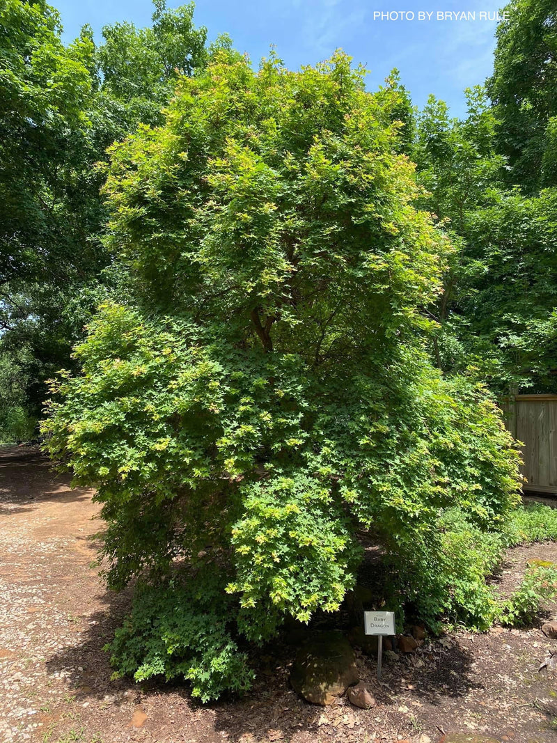 - Acer truncatum 'Baby Dragon' Dwarf Shantung Maple - Mr Maple │ Buy Japanese Maple Trees