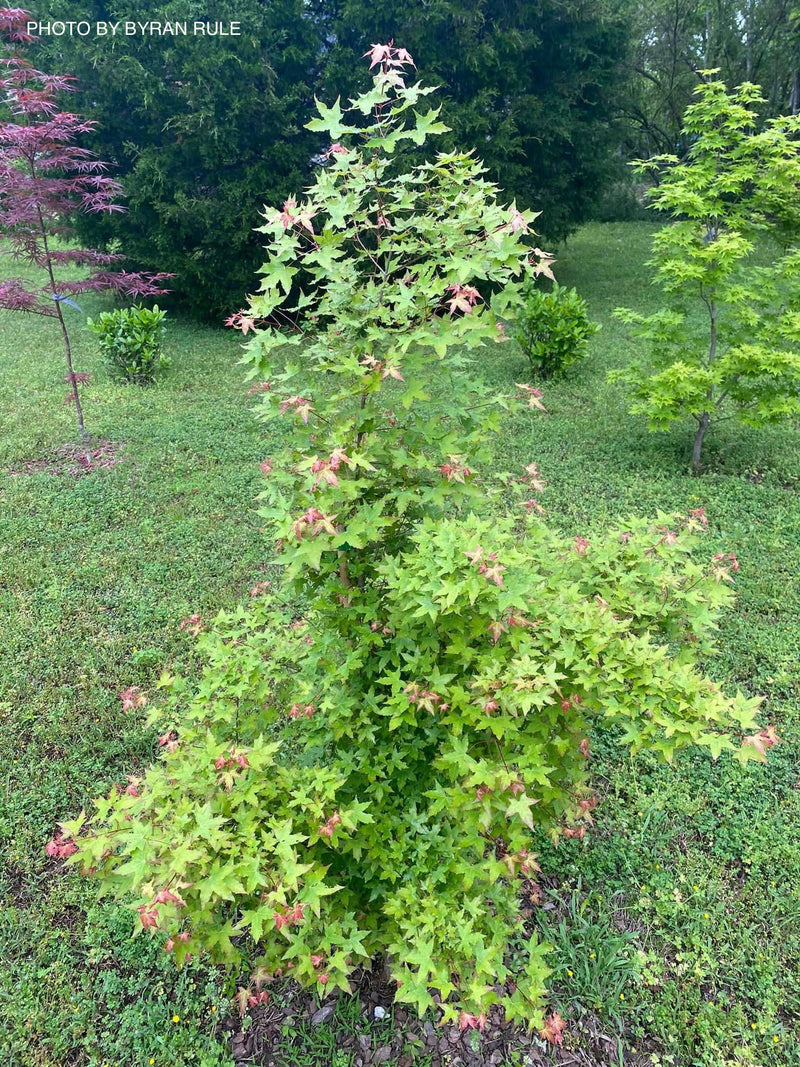 - Acer truncatum 'Baby Dragon' Dwarf Shantung Maple - Mr Maple │ Buy Japanese Maple Trees