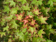 - Acer truncatum 'Baby Dragon' Dwarf Shantung Maple - Mr Maple │ Buy Japanese Maple Trees