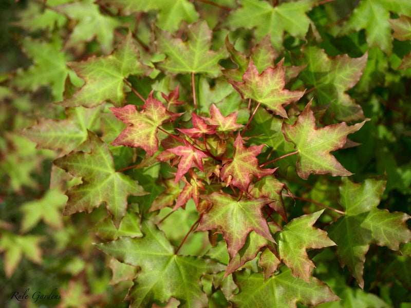 - Acer truncatum 'Baby Dragon' Dwarf Shantung Maple - Mr Maple │ Buy Japanese Maple Trees